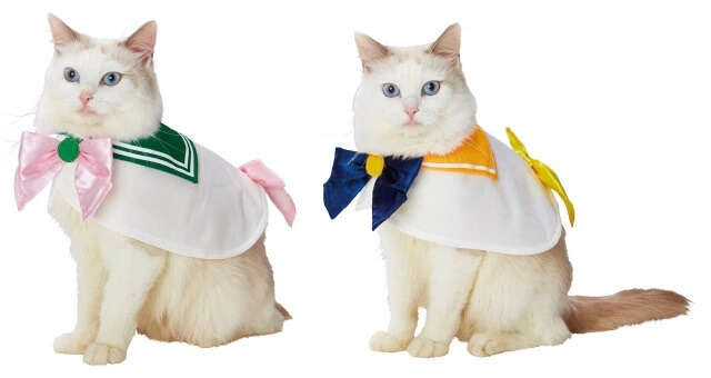 Dragon Ball e Sailor Moon - Cosplay para Cães e Gatos?!