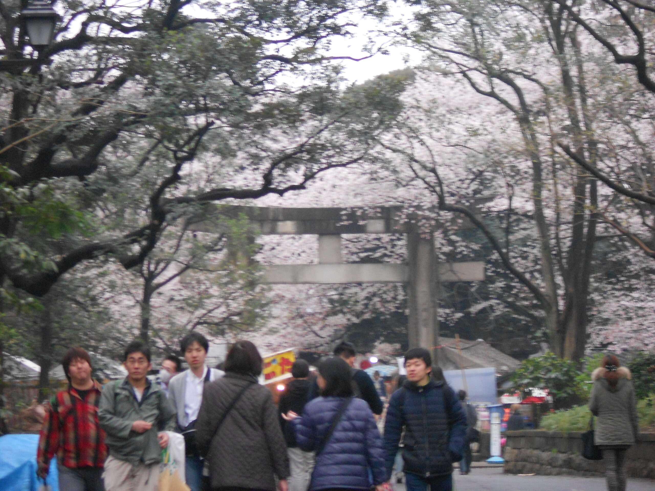 Em Tóquio, o parque Ueno é um dos maiores hotspots para ver as sakura.