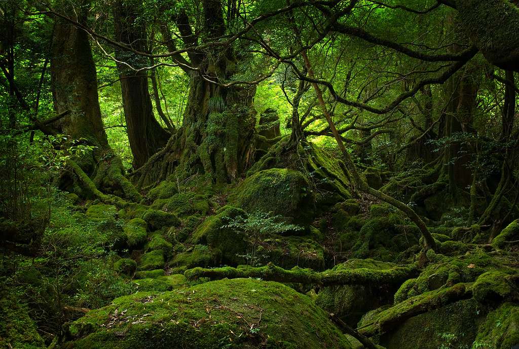 Lugares do mundo que inspiraram filmes da Studio Ghibli - Yakushima, Ilhas Osumi