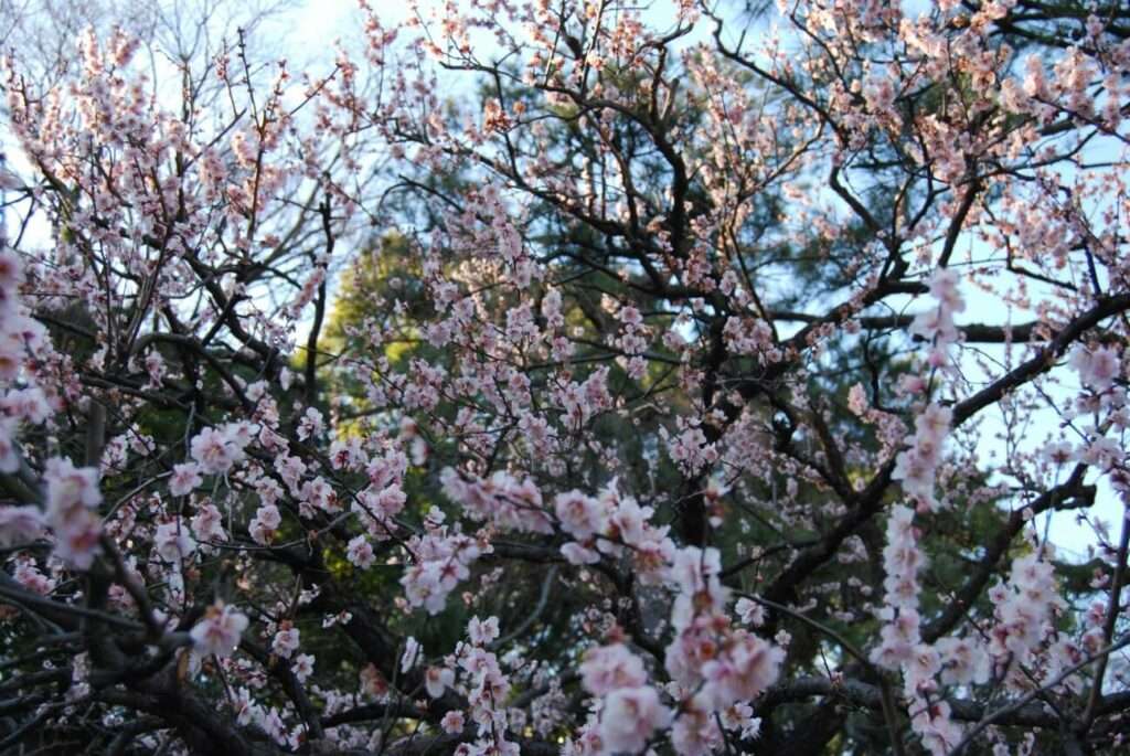 Cerejeiras em Flor - Japão